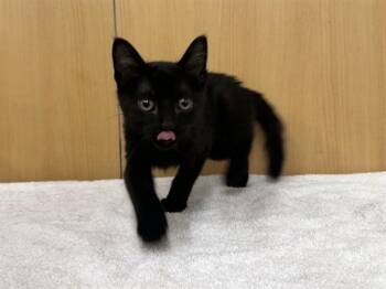 ELWOOD -  Domestic Short Hair Cat for Adoption in Brentwood, Missouri - ELWOOD | PetCurious