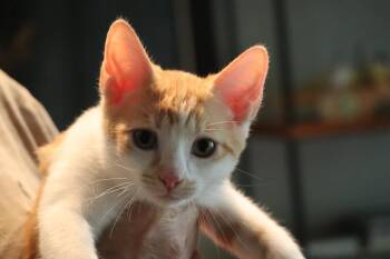 Marbles -  Tabby and Domestic Short Hair Cat for Adoption in Chattanooga, Tennessee - Marbles | PetCurious