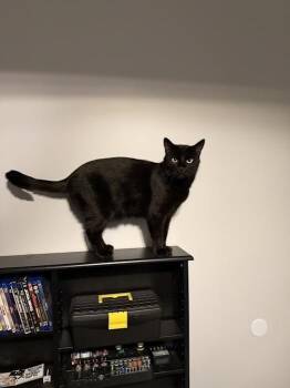 Joseph - Courtesy Listing -  Domestic Short Hair Cat for Adoption in Dawson, Georgia - Joseph - Courtesy Listing | PetCurious