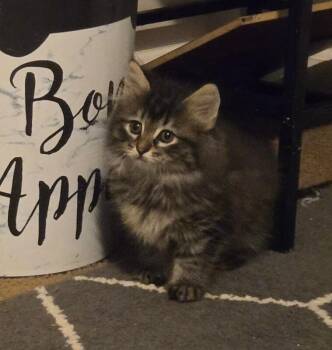 Pebbles -  Domestic Medium Hair Cat for Adoption - Pebbles | PetCurious