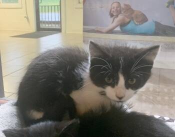 Rescue Domestic Short Hair Cats for Adoption in Massena, New York - Boo | PetCurious