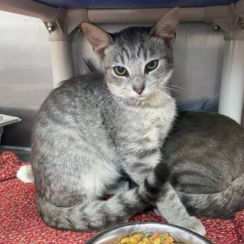 Telemachus -  Domestic Short Hair Cat for Adoption in Roanoke, Virginia - Telemachus | PetCurious