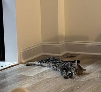River -  Domestic Short Hair Cat for Adoption - River | PetCurious