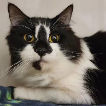Domestic Medium Hair Cats Available for Adoption - Walrus | PetCurious