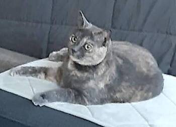 Domestic Short Hair Cats Available for Adoption - Delilah | PetCurious