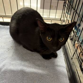 Rescue Bombay and Domestic Short Hair Cats for Adoption in Knoxville, Tennessee - Mamba | PetCurious