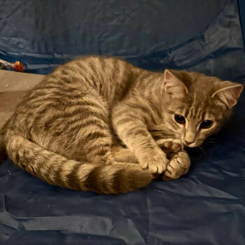 Rescue Domestic Short Hair Cats for Adoption in Inwood, West Virginia - Thaye | PetCurious