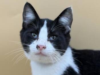 Kimber -  Domestic Short Hair Cat for Adoption in Portland, Oregon - Kimber | PetCurious