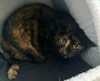 Domestic Short Hair Cats Available for Adoption - Brenda | PetCurious