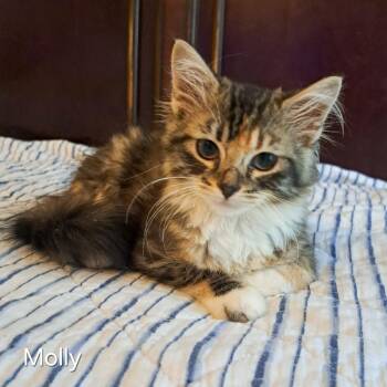 Molly -  Domestic Long Hair Cat for Adoption in Groveland, Massachusetts - Molly | PetCurious