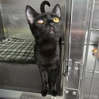 Sheldon -  Domestic Short Hair Cat for Adoption in Spokane, Washington - Sheldon | PetCurious