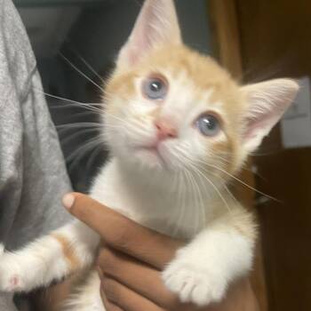 Keegan -  Domestic Short Hair Cat for Adoption in Lenexa, Kansas - Keegan | PetCurious