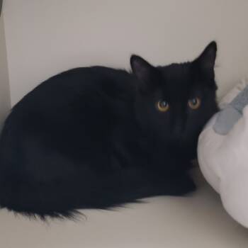 Rescue Domestic Medium Hair Cats for Adoption in Las Vegas, Nevada - Shebo | PetCurious