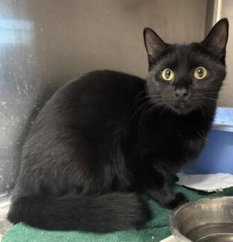 Licorice -  Domestic Short Hair Cat for Adoption in Savannah, Georgia - Licorice | PetCurious