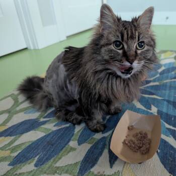 Bella -  Domestic Long Hair Cat Available for Adoption in West Richland, Washington - Bella | PetCurious