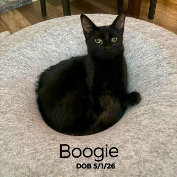 Boogie - CH -  Bombay Cat for Adoption in Clayton, California - Boogie - CH | PetCurious
