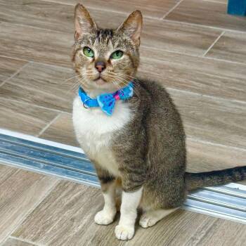 Turbo -  Domestic Short Hair Cat for Adoption in Lakeland, Florida - Turbo | PetCurious