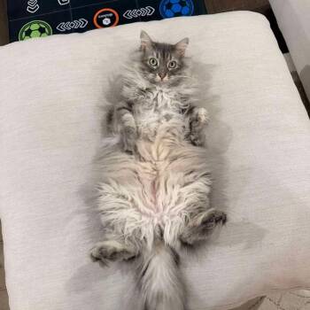 Wasabi -  Domestic Long Hair Cat for Adoption in Enterprise, Alabama - Wasabi | PetCurious