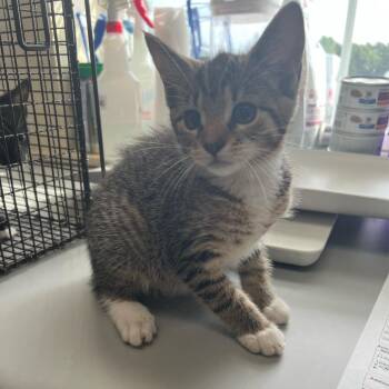 Pearl -  Domestic Short Hair Cat for Adoption in Windsor, Virginia - Pearl | PetCurious
