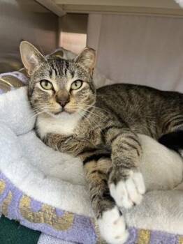 One Wish Willow -  Domestic Short Hair Cat for Adoption in Kansas City, Missouri - One Wish Willow | PetCurious