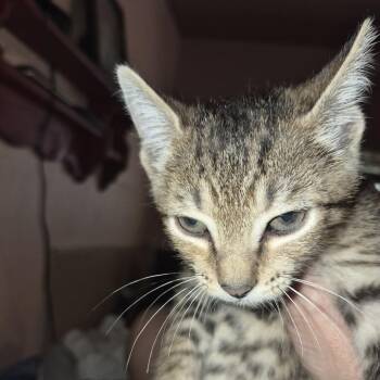 tawny -  Domestic Short Hair Cat for Adoption in Webster, Texas - Tawny | PetCurious