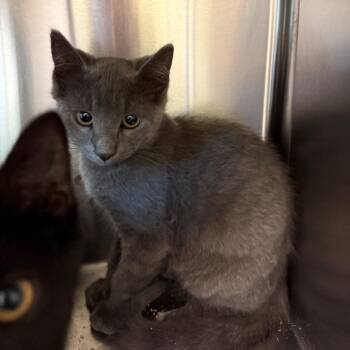 Betsy Ross -  Domestic Short Hair Cat for Adoption in Norman, Oklahoma - Betsy Ross | PetCurious