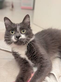 Domestic Long Hair Cats Available for Adoption - Ivy | PetCurious
