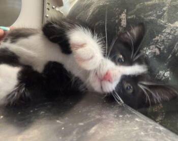 Ink -  Domestic Short Hair Cat for Adoption in Hilton Head Island, South Carolina - Ink | PetCurious