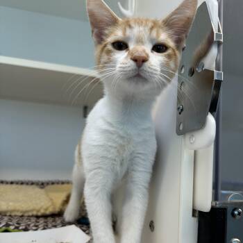 Fergus (ID 52220) -  Domestic Short Hair Cat for Adoption in Manassas, Virginia - Fergus (ID 52220) | PetCurious