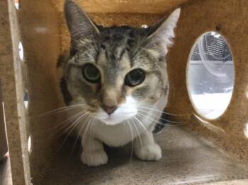 MOLLY -  Domestic Medium Hair Cat for Adoption in Thousand Palms, California - MOLLY | PetCurious