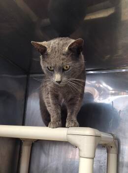 Russian Blue Cats Available for Adoption - Orin | PetCurious