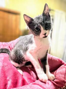 Rescue Domestic Short Hair Cats for Adoption in Syosset, New York - Gia | PetCurious