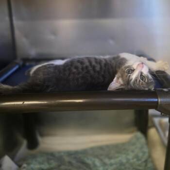 Freddie -  Domestic Short Hair Cat for Adoption in Dublin, California - Freddie | PetCurious