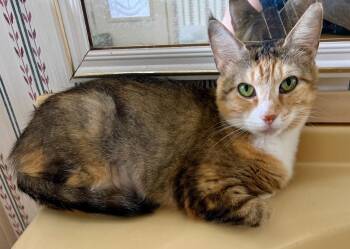 Juliette *IN FOSTER* -  Domestic Short Hair Cat for Adoption in South Bend, Indiana - Juliette *IN FOSTER* | PetCurious