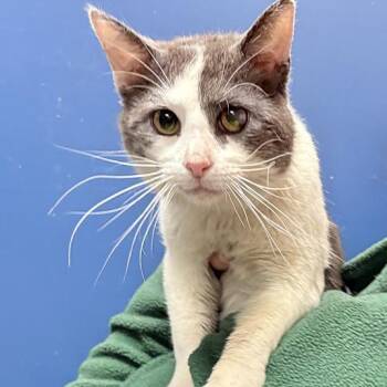 Domestic Short Hair Cats Available for Adoption in Columbus, Indiana - Meowzart | PetCurious