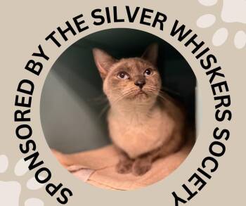 EMBER -  Siamese and Domestic Short Hair Cat for Adoption in Santa Cruz, California - EMBER | PetCurious