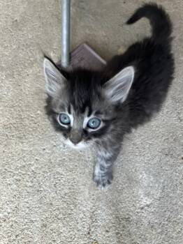 Domestic Short Hair Cats Available for Adoption in Manhattan, Kansas - Stitch | PetCurious