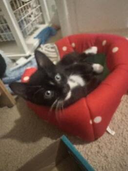 Domestic Short Hair Cats Available for Adoption in Atlanta, Georgia - Barnacle | PetCurious