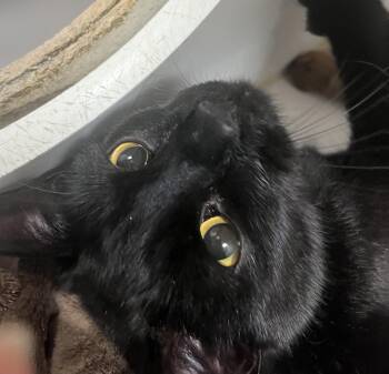 Depeche (aka Luca) -  Domestic Short Hair Cat for Adoption in Fishers, Indiana - Depeche (aka Luca) | PetCurious