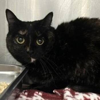 Sublime -  Domestic Short Hair Cat for Adoption in New York, New York - Sublime | PetCurious