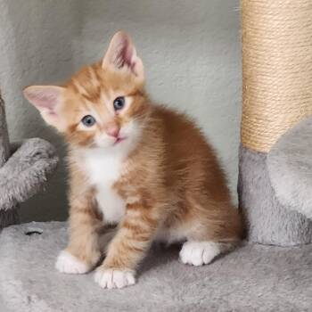 Domestic Medium Hair Cats Available for Adoption in Allen, Texas - Bunuelo (Pre-Adoption ONLY) | PetCurious