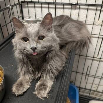 Ashes -  Domestic Long Hair Cat for Adoption in Greenville, Pennsylvania - Ashes | PetCurious