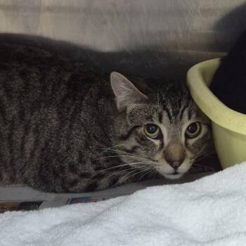 Domestic Short Hair Cats Available for Adoption in Ardmore, Oklahoma - Woody | PetCurious