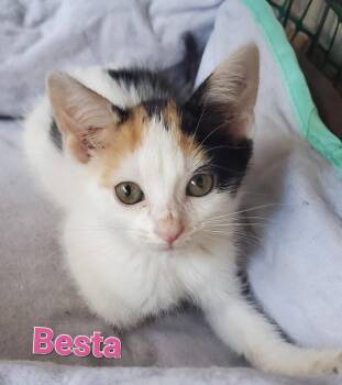 Besta -  Domestic Short Hair Cat for Adoption in Cincinnati, Ohio - Besta | PetCurious