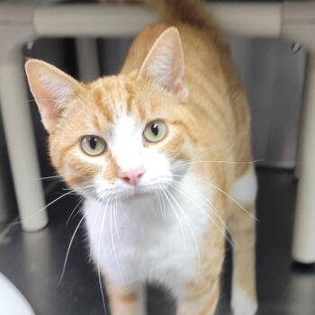 Domestic Short Hair Cats Available for Adoption - DJ Catnip | PetCurious