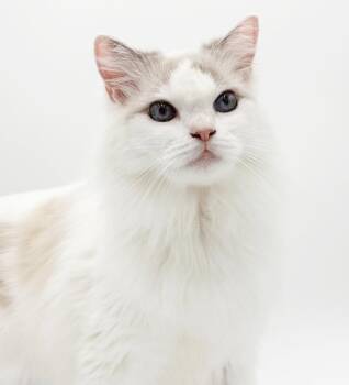 Garmadon is well... epic - DECLAWED PUREBRED RAGDOLL - VIDEOS -  -  Ragdoll Cat for Adoption in Bedford Hills, New York - Garmadon Is Well... Epic - DECLAWED PUREBRED RAGDOLL - VIDEOS -  | PetCurious