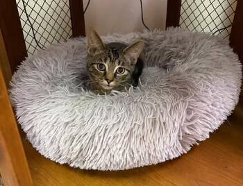 Domestic Short Hair Cats Available for Adoption - Blu | PetCurious