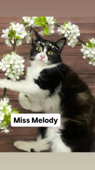 Calico Cats Available for Adoption in Walnut Creek, California - Miss Melody At Martinez Pet Food Express May 2nd | PetCurious