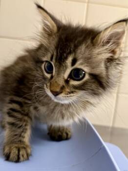 Rescue Domestic Long Hair and Domestic Short Hair Cats for Adoption in San Antonio, Texas - Travis | PetCurious
