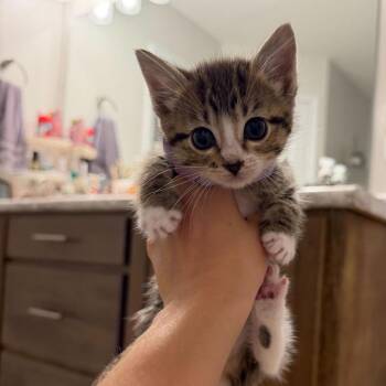 Macie -  Domestic Short Hair Cat for Adoption in Valdosta, Georgia - Macie | PetCurious